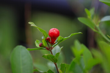 A pomegranate bud
