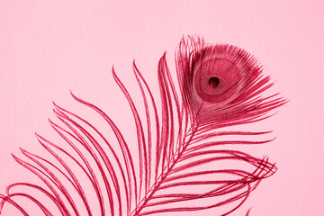 A luxurious peacock feather casts a light shadow on the wall.  Demonstrating the colors of 2023 Viva Magenta.