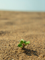 Small plant growing in Sand