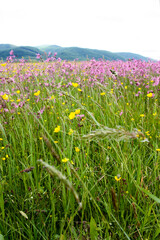 Obraz premium Meadow grasses