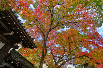 秋の京都