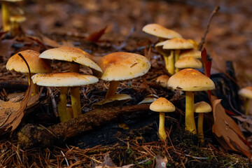 Inedible mushrooms in the autumn, wet forest. Fallen leaves, moss.