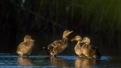 When the mallard ducklings hatch and they start testing their wings