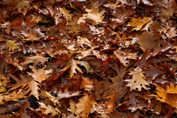 Inedible mushrooms in the autumn, wet forest. Fallen leaves, moss.