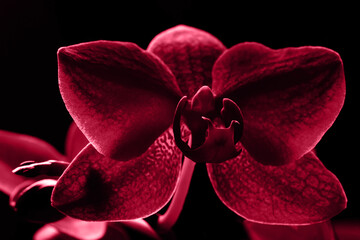 Trendy color 2023. Via magenta color background