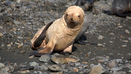 Naklejka premium Leucistic Antarctic fur seal (Arctocephalus gazella) pup on the beach at Stromness, South Georgia Island