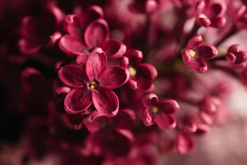 Foto op Plexiglas Mooie lila bloemen Trendy kleur van 2023 viva magenta achtergrond. Lente bloesem. Purpere lilac bloem op struik. Boeket van paarse bloemen, ondiepe scherptediepte. Gelukkige moederdag wenskaart © Serenkonata