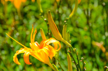 Hemerocallis fulva, Orange Daylily, The Orange day lily flower at sixty stone mountain, Fuli, Hualien, Taiwan