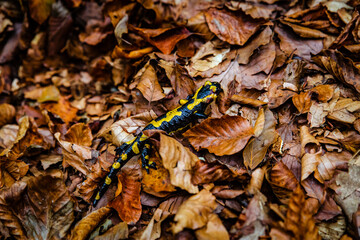 salamander above some fall foliage