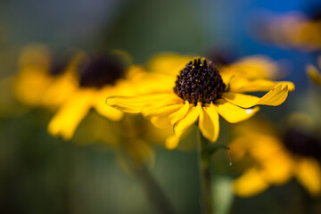 close-up of cone flowers