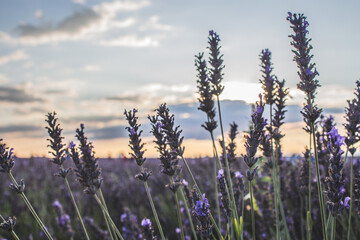 Brihuega, Campos de lavanda