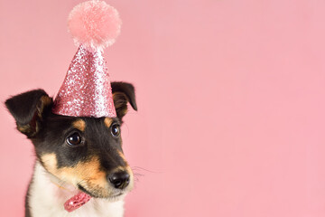 Little puppy in a pink hat, copy space, birthday theme.