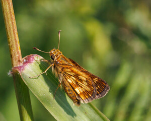 skipper on a leaf