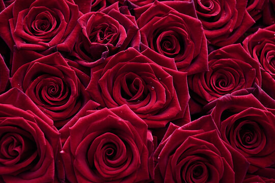 Natural background from red roses in red color 2023.