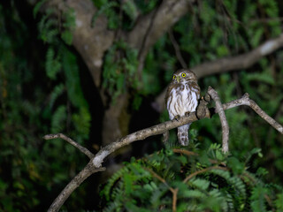Ferruginous Pygmy-Owl sitting on tree branch at night