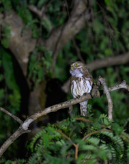 Ferruginous Pygmy-Owl sitting on tree branch at night