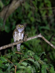 Ferruginous Pygmy-Owl sitting on tree branch at night