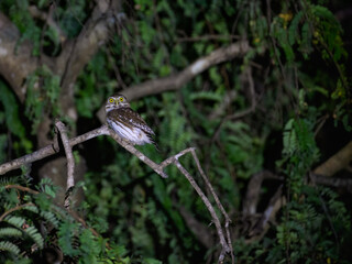 Ferruginous Pygmy-Owl sitting on tree branch at night