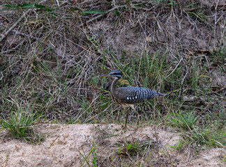 Sunbittern foraging on the sandbank