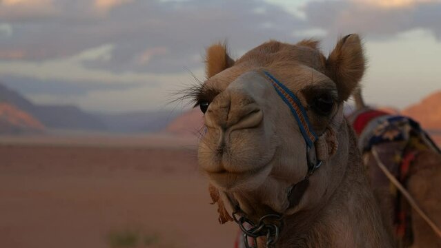 Close-up shot of a dromedary camel's face