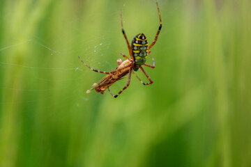 spider eat prey