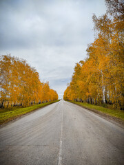 road along the autumn forest. High quality photo