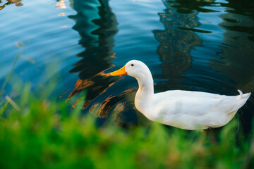 Wild ducks swim in the lake. Birds close-up in the water. Spring. High quality photo