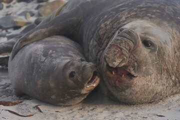 Southern Elephant Seals (Mirounga leonina) mating on a sandy beach on Sealion Island in the Falkland Islands.