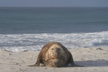 Male Southern Elephant Seal (Mirounga leonina) lying on a sandy beach on Sea Lion Island in the...