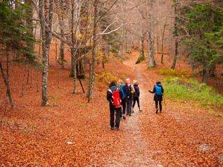 Fototapeta premium Italia, Toscana, Arezzo, bosco del Casentino in autunno.