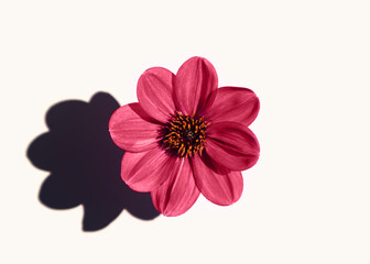 A beautiful single dahlia flower on a white background casts hard shadows. Magenta color of year concept