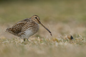 Magellanic Snipe (Gallinago paraguaiae magellanica) with a freshly caught worm in its beak on Sea...