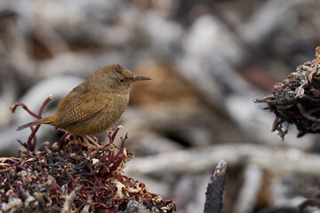Cobb's Wren (Troglodytes cobbi) on the coast of Sea Lion Island in the Falkland Islands