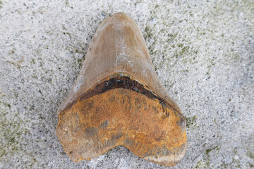 Close up of a real Megalodon Tooth
