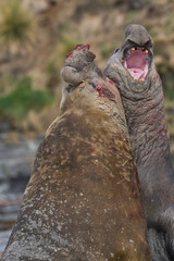 Southern Elephant Seal (Mirounga leonina) fights with a rival for control of a large harem of females during the breeding season on Sea Lion Island in the Falkland Islands.
