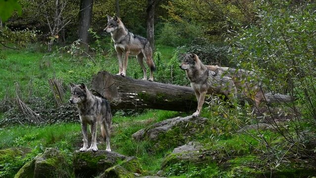 Eurasian wolf joining pack of three grey wolves (Canis lupus lupus) standing on fallen tree trunk in forest in autumn