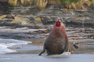 Southern Elephant Seal (Mirounga leonina) bloodied after winning a fight with a rival for control...