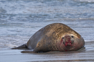 Southern Elephant Seal (Mirounga leonina) bloodied after winning a fight with a rival for control of a large harem of females during the breeding season on Sea Lion Island in the Falkland Islands.