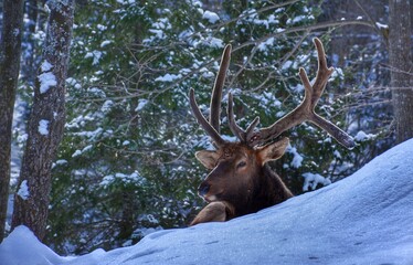 Bull elk in snow, Parc Omega, Quebec, Canada