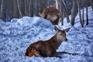 deer in the snow, Parc Omega, Quebec, Canada