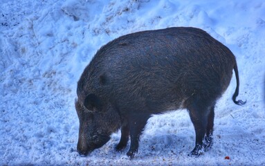 wild boar in winter forest, Parc Omega, Quebec, Canada