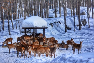 deer in snow, winter in Parc Omega, Quebec, Canada