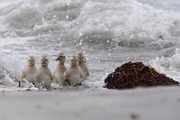 Falkland Steamer Duck (Tachyeres brachypterus) with recently hatched chicks on a sandy beach on Sea...