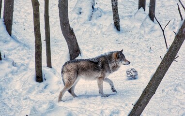 Obraz premium wolf in winter forest, Parc Omega, Quebec, Canada