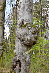 Baum mit großer Beule im Wald