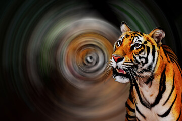 Javan tiger that lives only on the island of Java