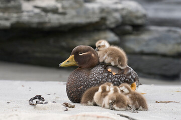 Recently hatched brood of Falkland Steamer Ducks (Tachyeres brachypterus) shelter alongside the...