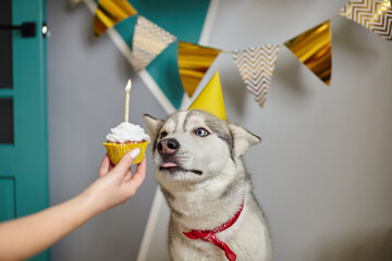 Dog pet birthday, hand holding birthday cupcake with candle