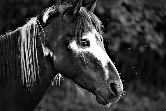 Portrait of black horse black and white