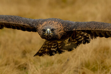 Face to face. Bird of prey flying in The Bohemian Moravian Highlands.